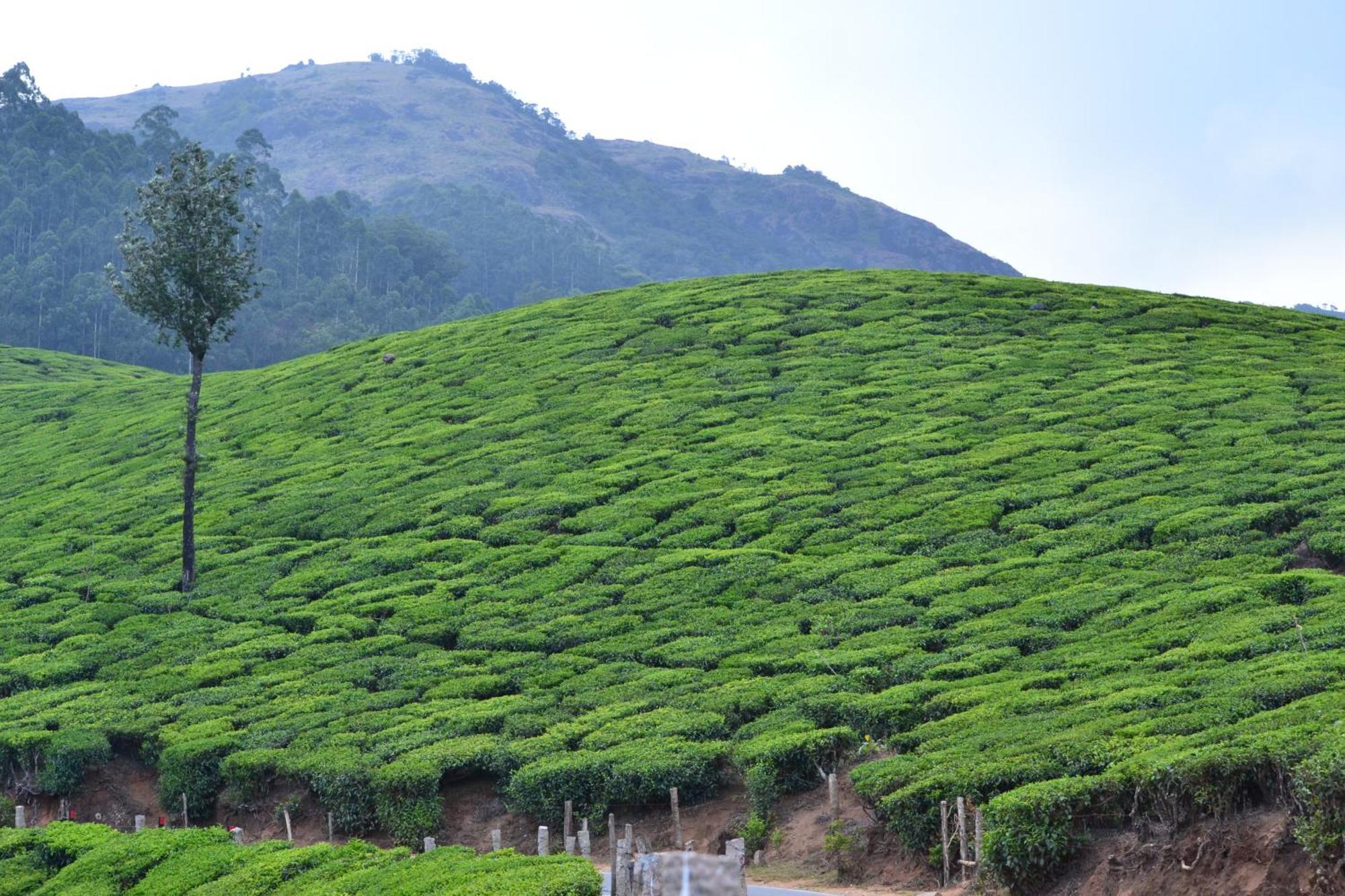 Arabian Nights Munnar Villa Exterior photo